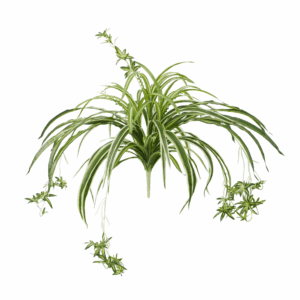 SPIDER PLANT (REAL TOUCH)