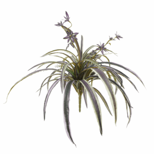 MIX SPIDER PLANT