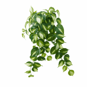 PHILODENDRON CREAM SPLASH (REAL TOUCH)