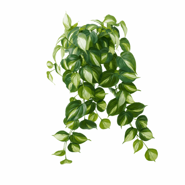 PHILODENDRON CREAM SPLASH (REAL TOUCH)