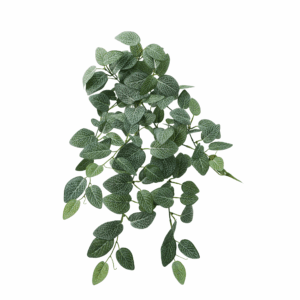 FITTONIA