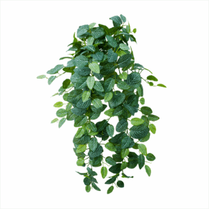 FITTONIA (REAL TOUCH)