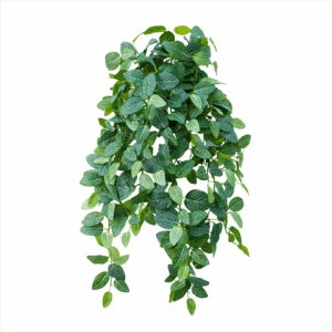 FITTONIA (REAL TOUCH)