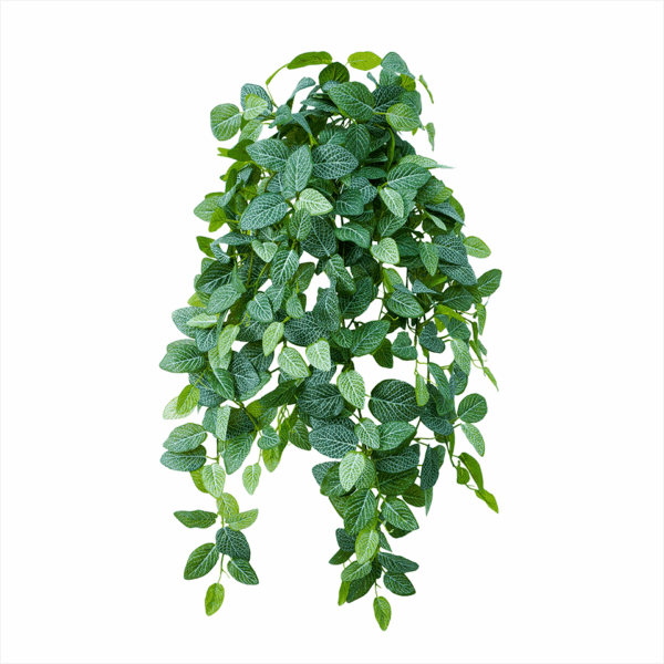 FITTONIA (REAL TOUCH)