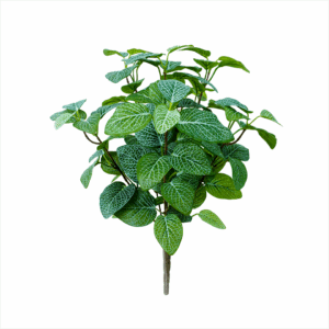 FITTONIA (REAL TOUCH)