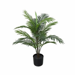 ARECA PALM