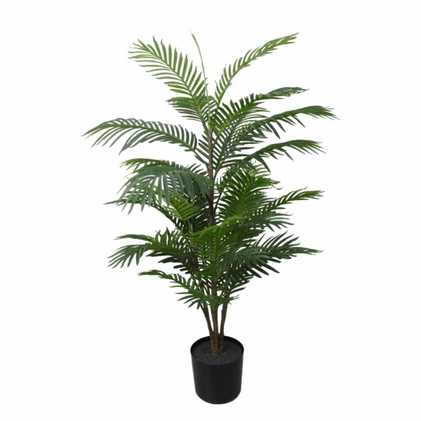 ARECA PALM