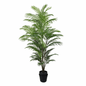ARECA PALM