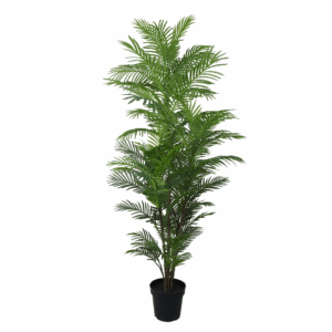 ARECA PALM