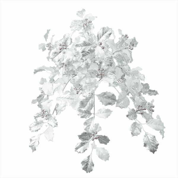 HOLLY LEAF