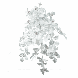 HOLLY LEAF