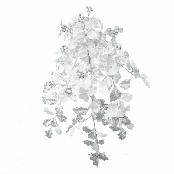 HOLLY LEAF