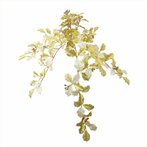 HOLLY LEAF