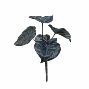 ANTHURIUM CLARINERVIUM