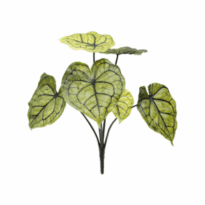 ANTHURIUM CLARINERVIUM