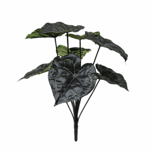 ANTHURIUM CLARINERVIUM