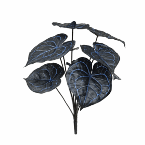 ANTHURIUM CLARINERVIUM