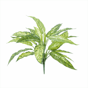 AGLAONEMA (REAL TOUCH)