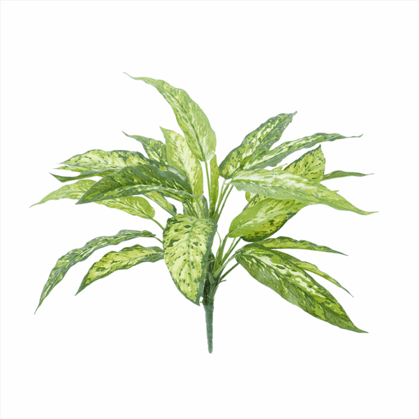 AGLAONEMA (REAL TOUCH)