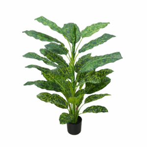 DIEFFENBACHIA