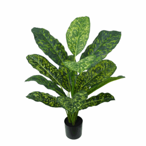 DIEFFENBACHIA