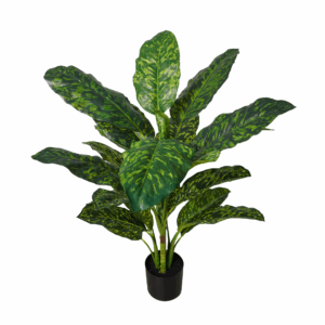 DIEFFENBACHIA