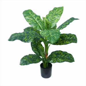 DIEFFENBACHIA (REAL TOUCH)