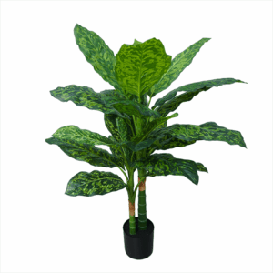 DIEFFENBACHIA (REAL TOUCH)