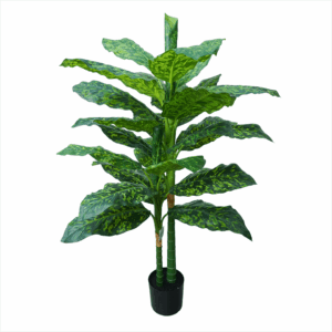 DIEFFENBACHIA (REAL TOUCH)