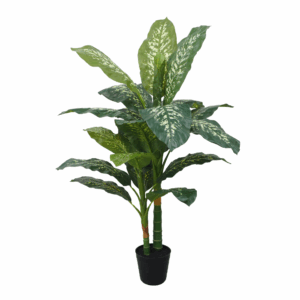 DIEFFENBACHIA