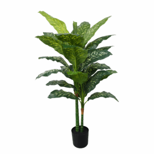 DIEFFENBACHIA