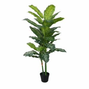 DIEFFENBACHIA