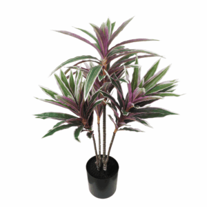 VARI.DRACENA PLANT