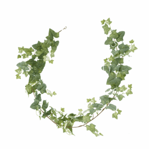 FRST NAPA IVY