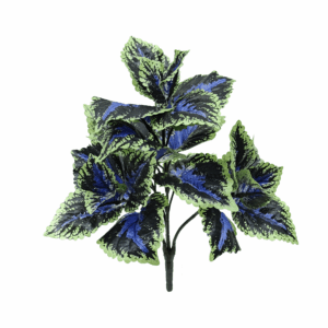 NEW COLEUS
