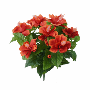 HIBISCUS