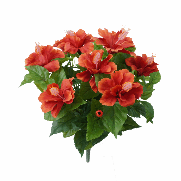 HIBISCUS