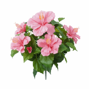 HIBISCUS