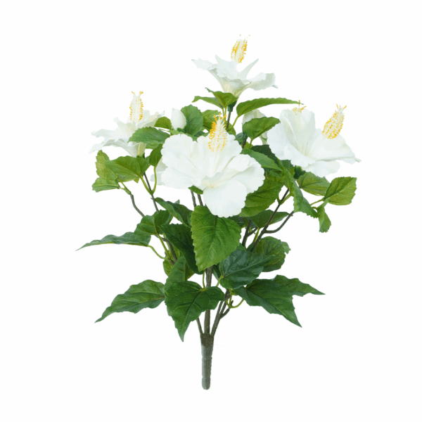 HIBISCUS