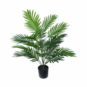 ARECA PALM