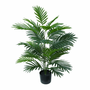 ARECA PALM