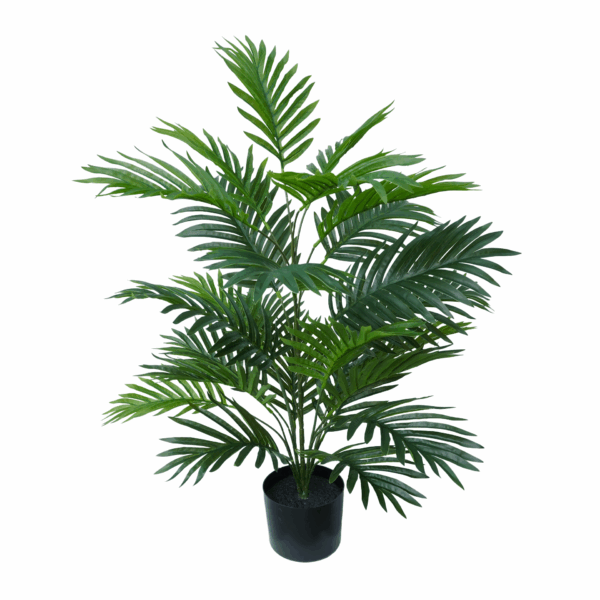 ARECA PALM