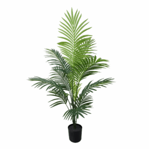 SPIDER PLANT