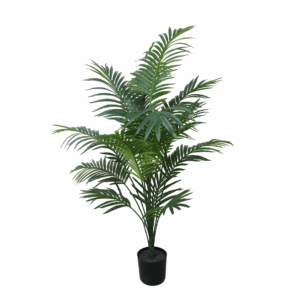 SPIDER PLANT
