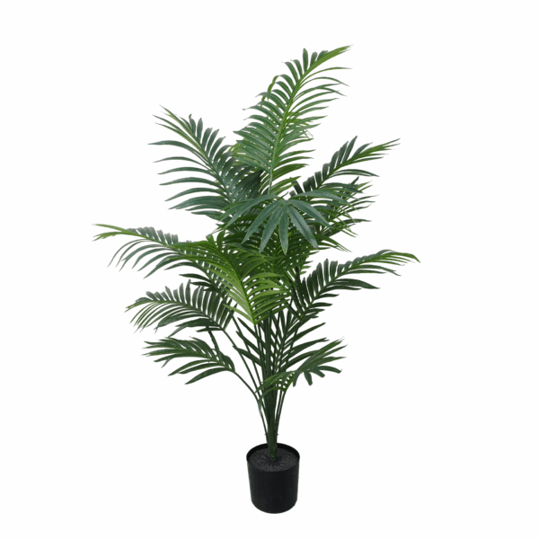 SPIDER PLANT