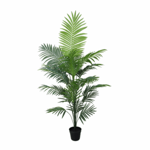 SPIDER PLANT