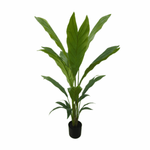 CHAMAEDOREA PALM