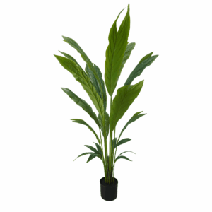 CHAMAEDOREA PALM