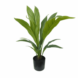 CHAMAEDOREA PALM
