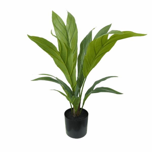 CHAMAEDOREA PALM